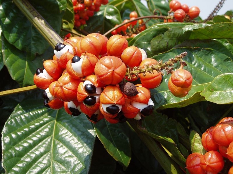 Foto: Fructe de guarana