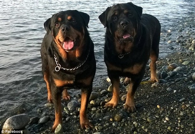 rottweileri