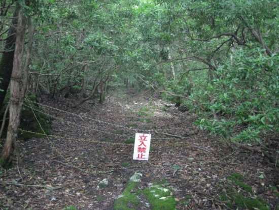 Aokigahara