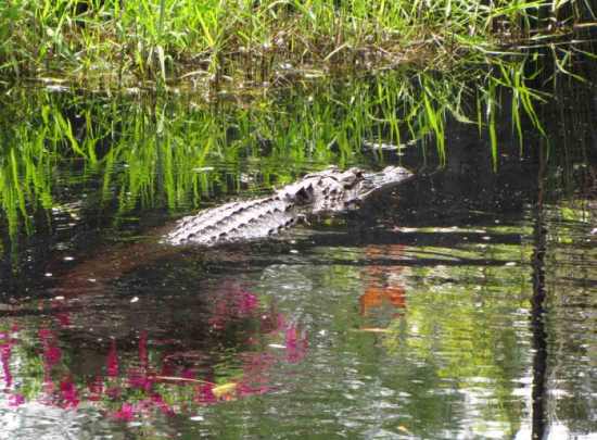 Okefenokee_Swamp