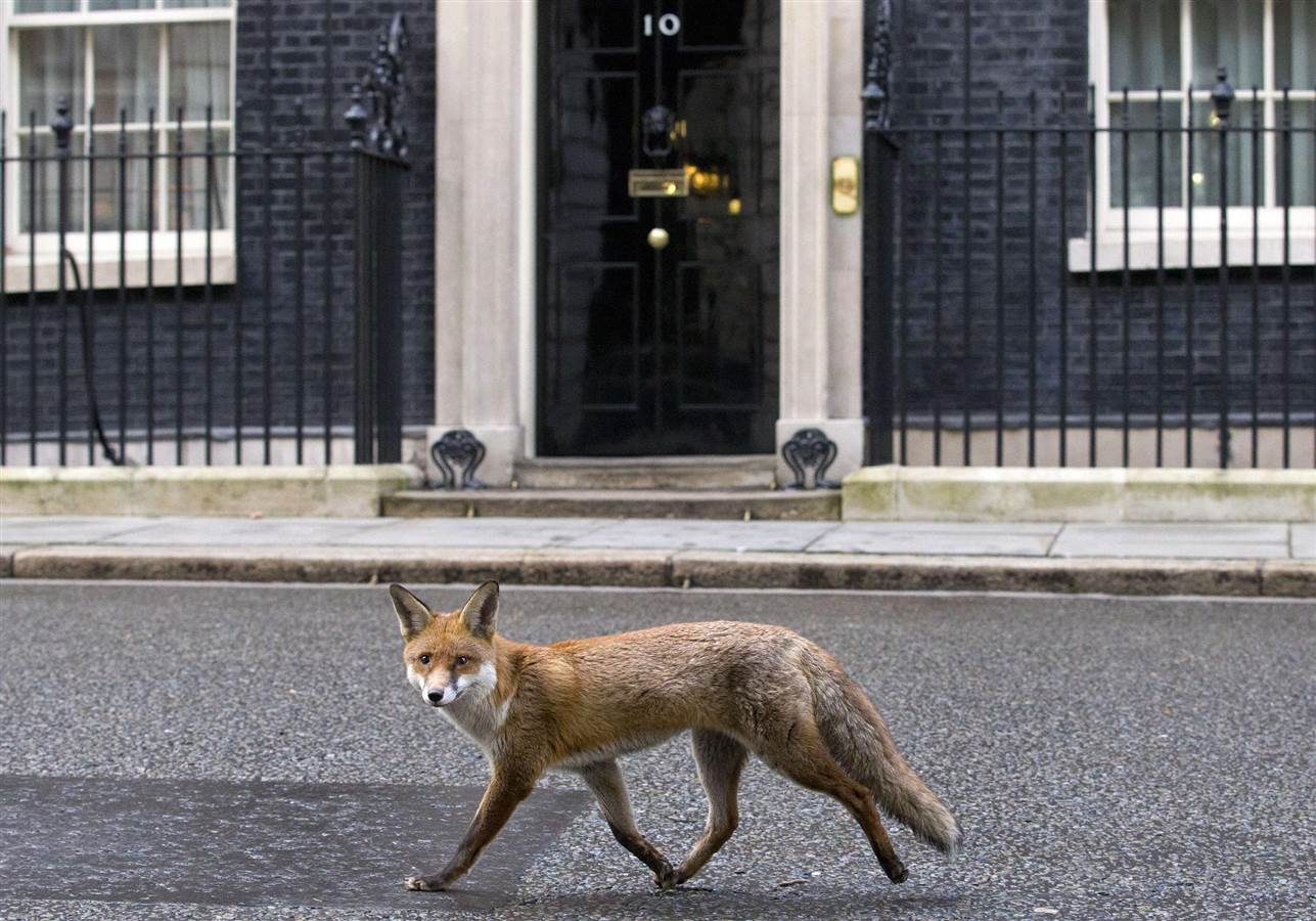 150113-fox-downing-street-830a_0fe4224fe0e7174c392ef781c8f1c4c6.nbcnews-ux-1360-900