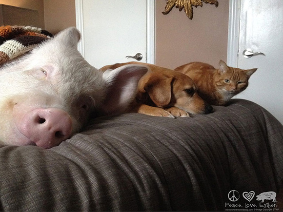 esther-wonder-pig-sanctuary-steve-derek-2-1n