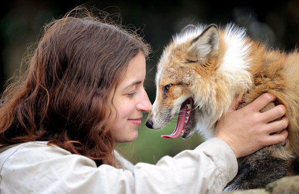 rescued-tame-pet-fox-cub-todd-emma-dsylva-3