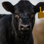 Close Up Of Black Angus Calf With Yellow Ear Tag And Out-of-focu