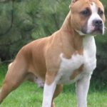 amstaff-800×550-1-730×438